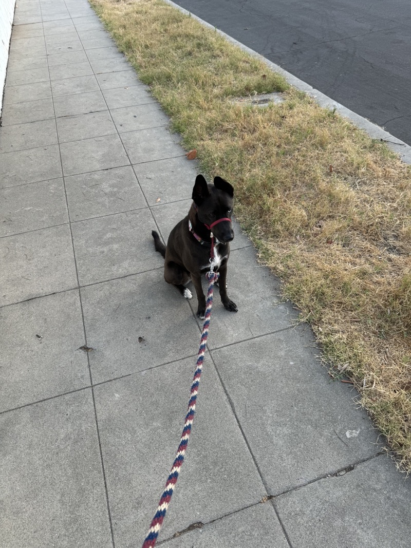 A picture of a black dog named Bowie sitting, taken on July 22 2024 at 6:31 am